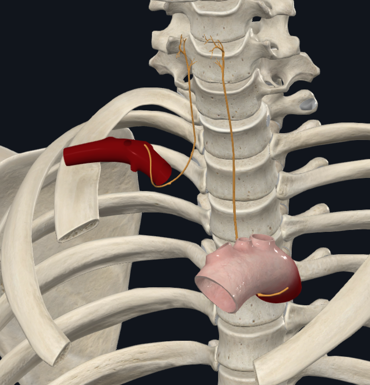 Right and left Recurrent Laryngeal Nerves