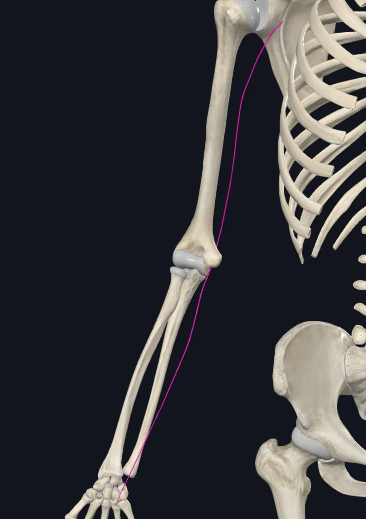 Ulnar n