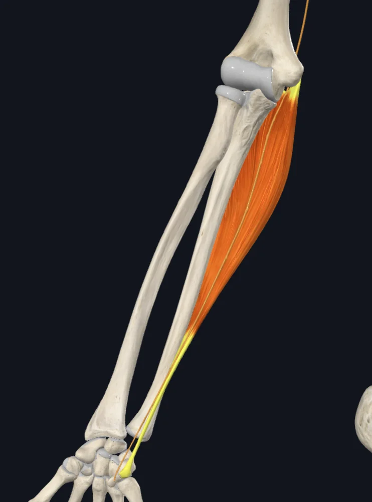 Ulnar nerve and Flexor Carpi Ulnaris