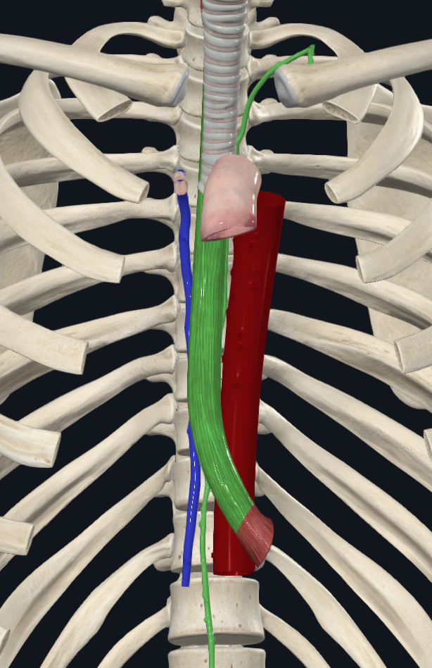 Posterior mediastinum structures