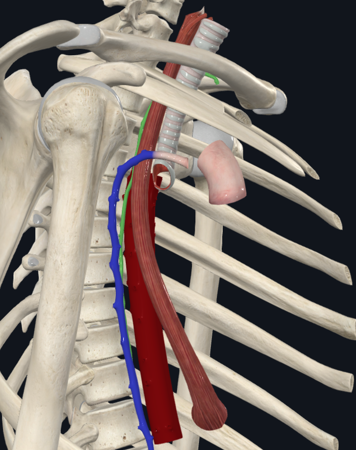 Posterior mediastinum structures