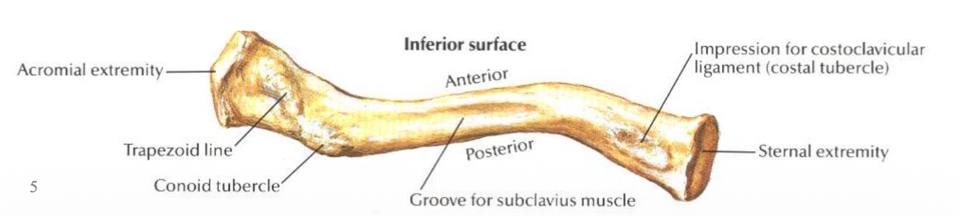 Inferior Surface