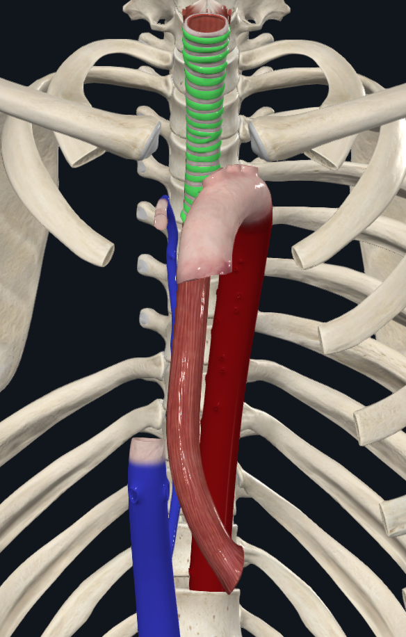 מדיאסטינום עליון עם טרכיאה וכלי דם