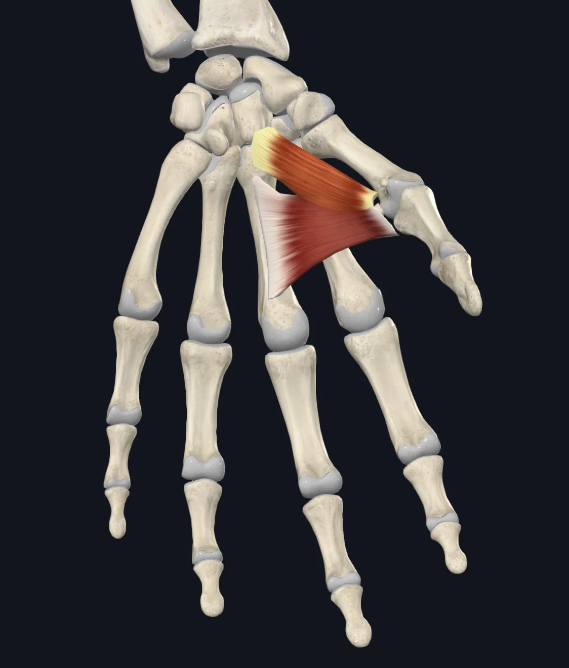 Oblique Head of Adductor Pollicis (Left)