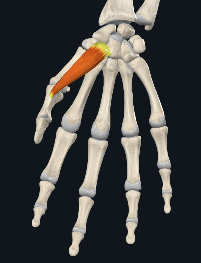 Flexor pollicis brevis muscle