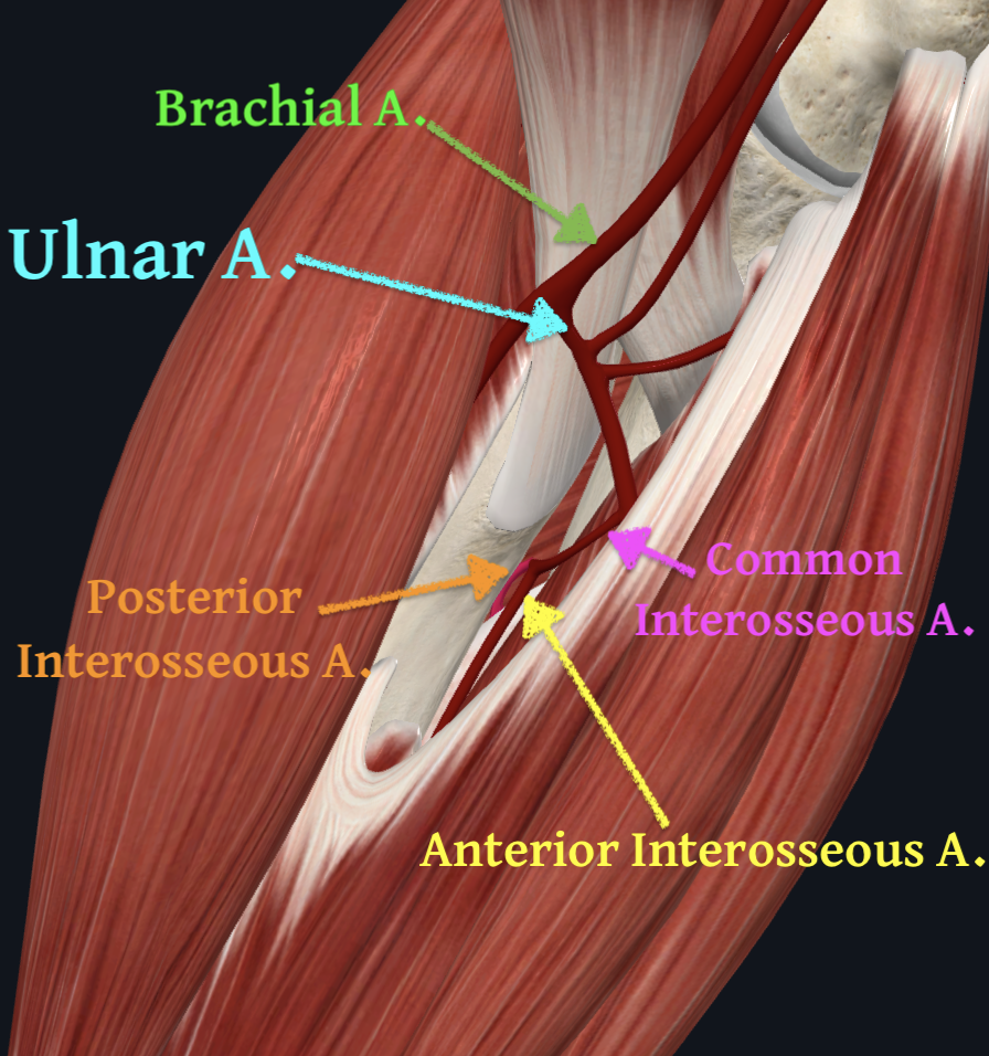 Common Interosseous Artery (Right)