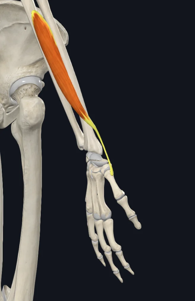 Abductor Pollicis Longus
