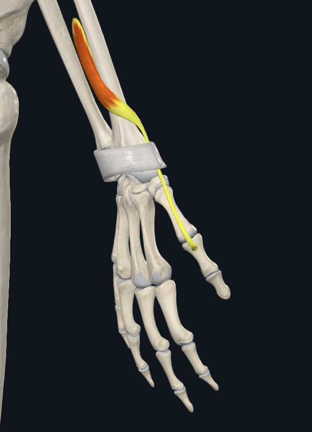 Extensor Pollicis Brevis
