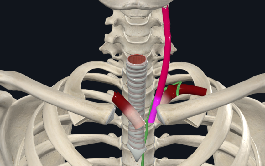 superior thoracic aperture