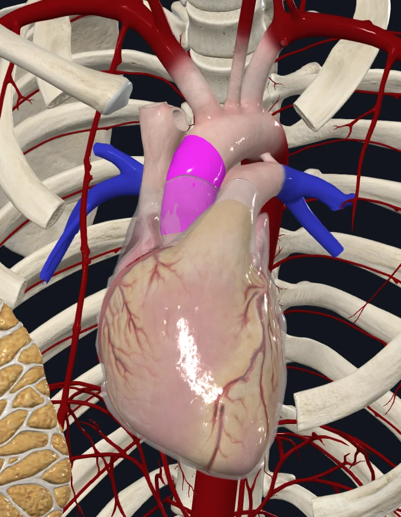 Ascending Aorta
