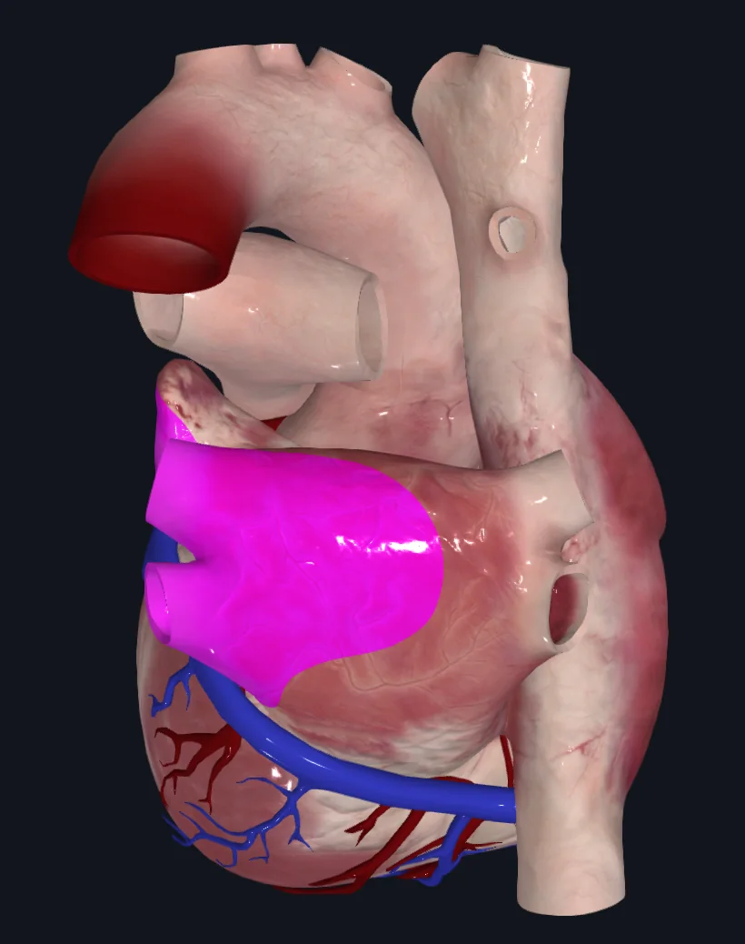 Left Atrium