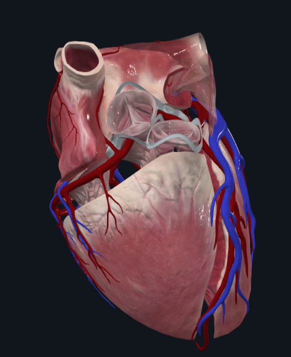 Sternocostal surface