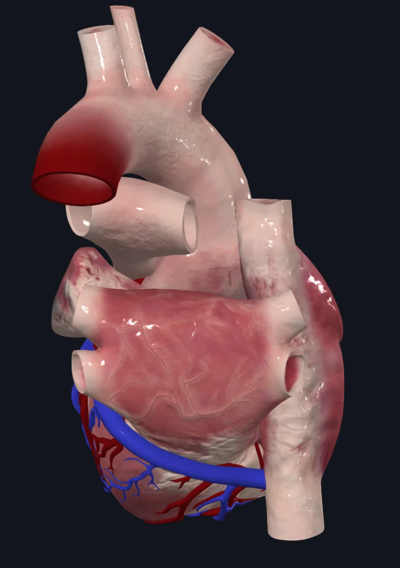 Heart Base