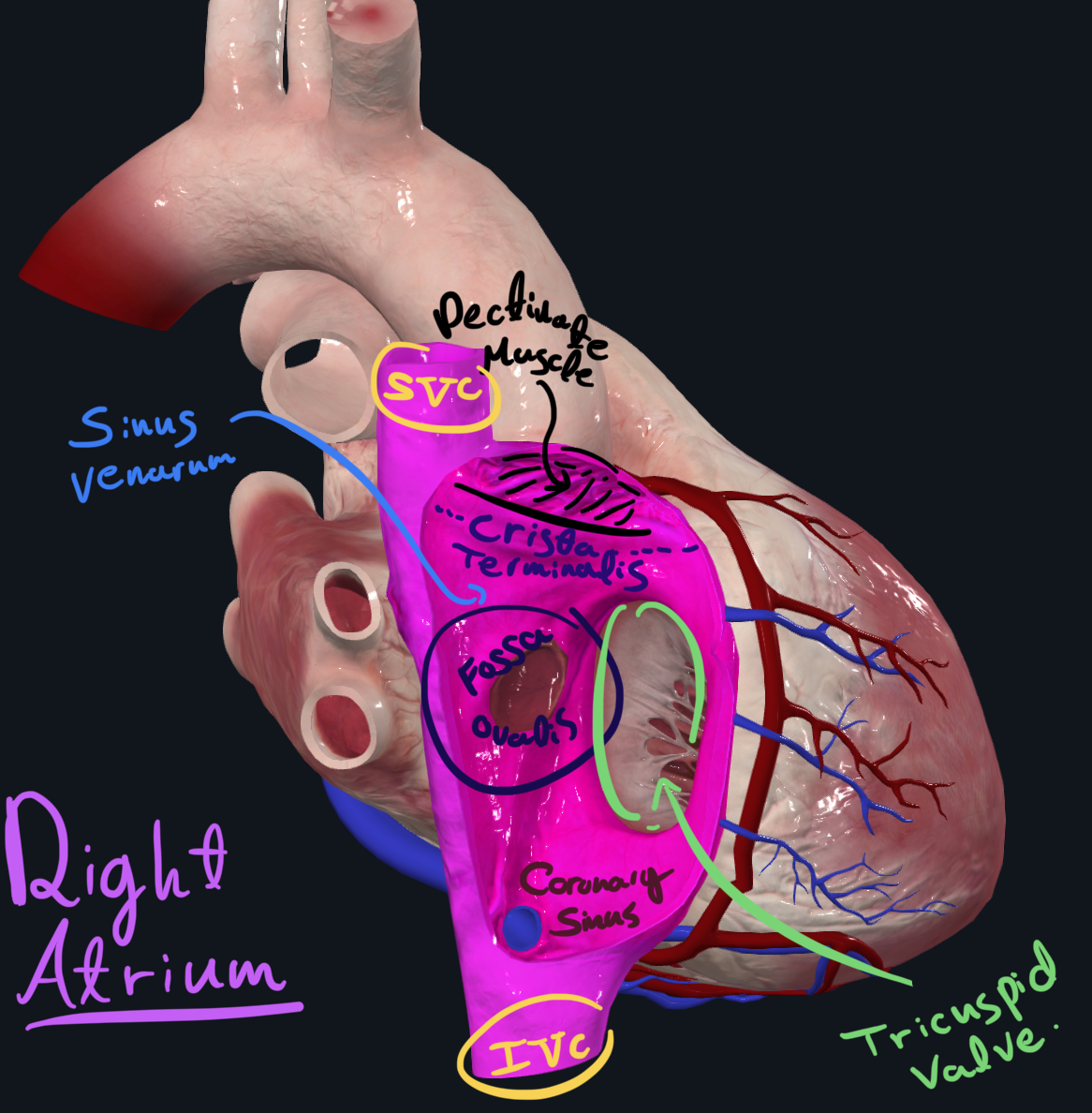 Right pulmonary surface