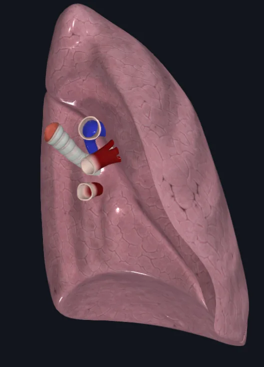 Left Lung