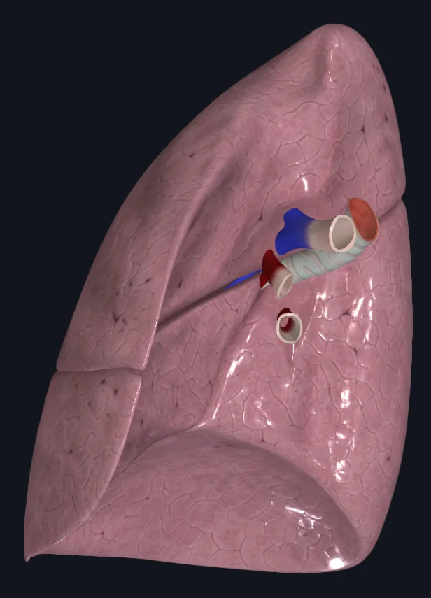 Right Lung