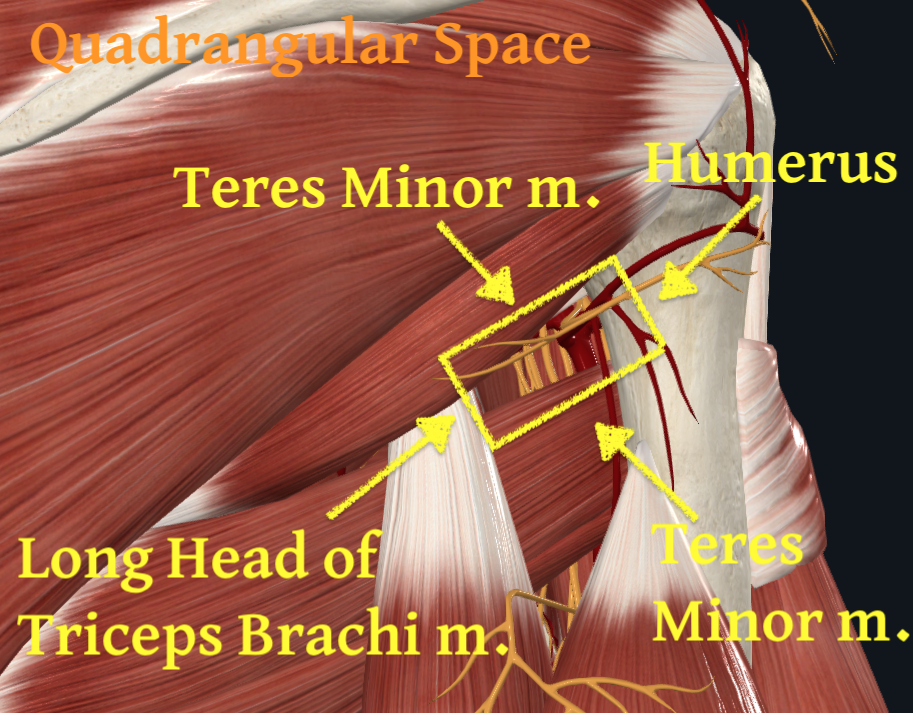 Quadrangular Space
