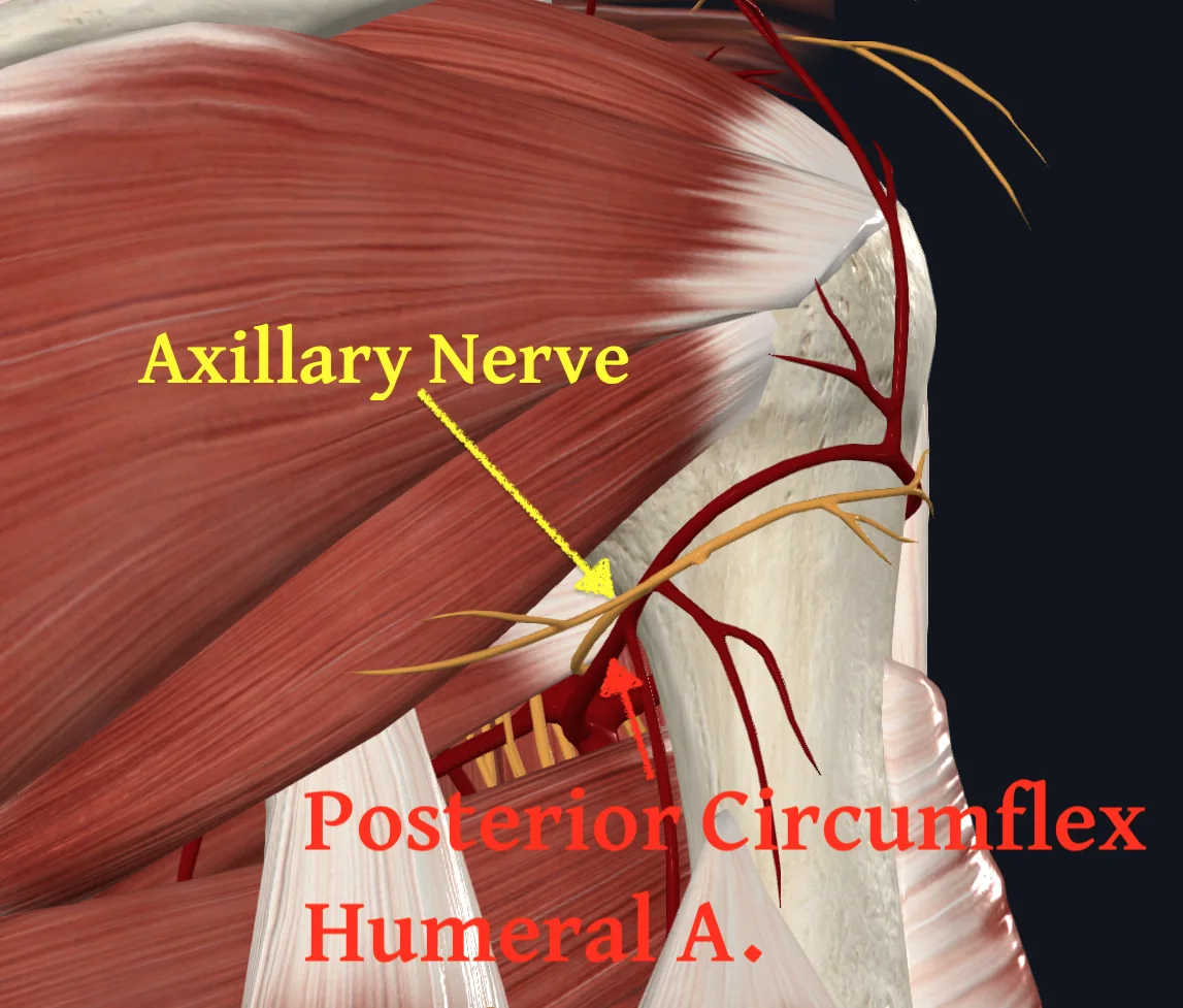Posterior Circumflex Humeral Artery (Right)