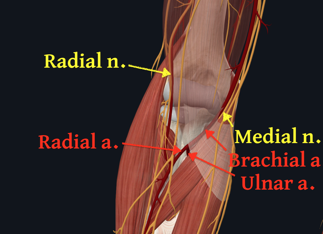 Cubital Fossa with Mdian Nerve, Brachial A, Radial Nerve
