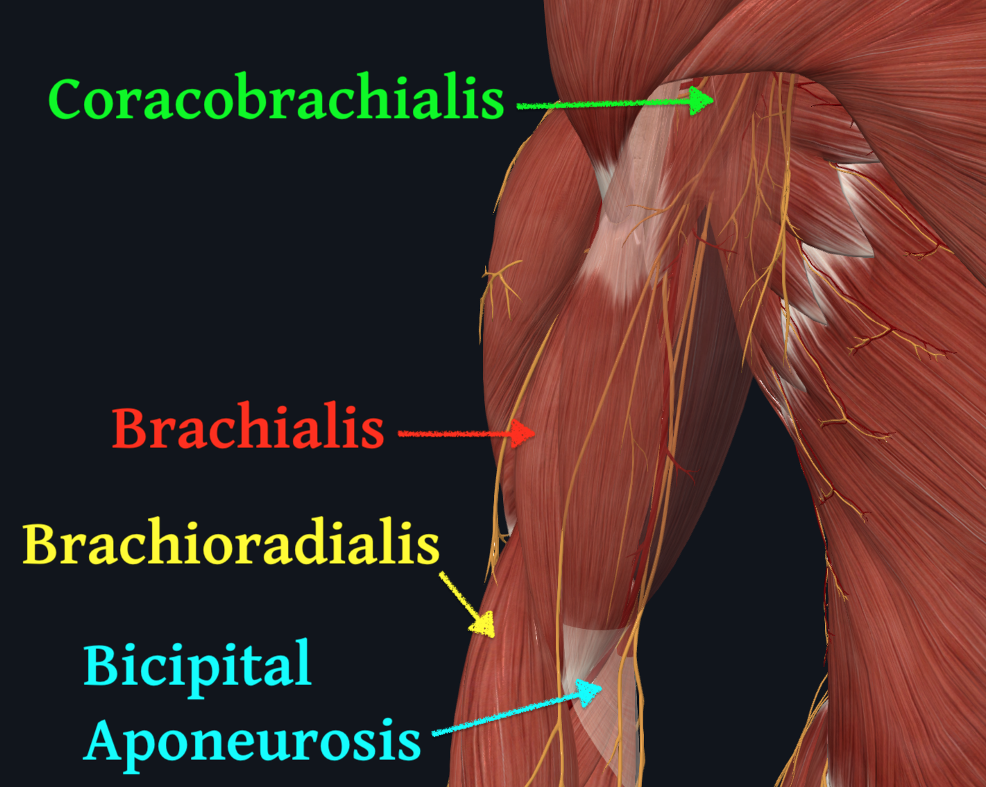 Coracobrachialis, Brachialis, Bicipital Aponeurosis, Brachioradialis