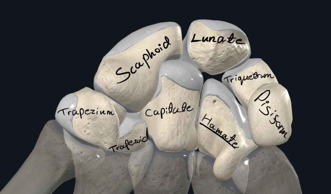 Carpal Bones