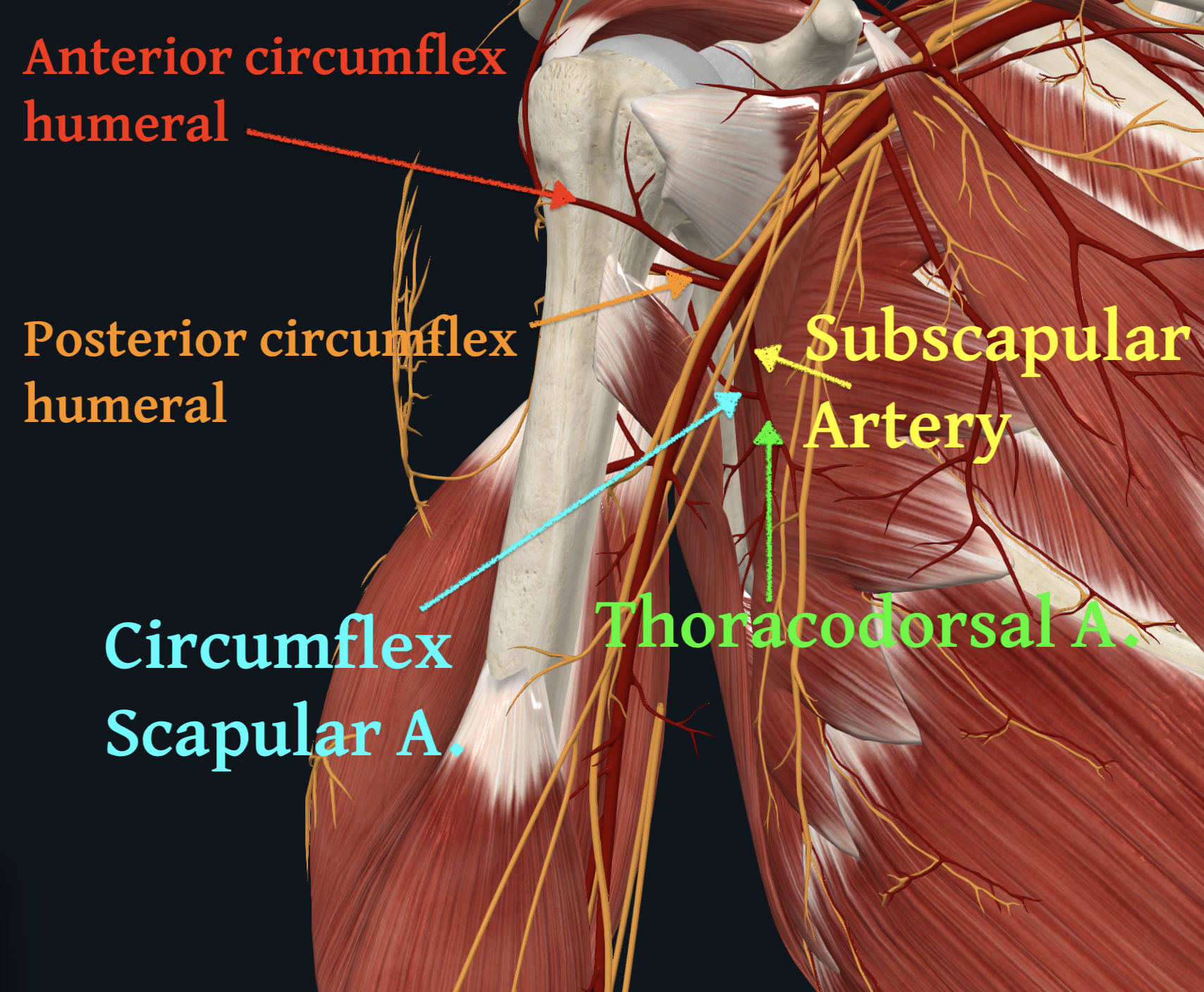 Subscapular Artery (Right)
