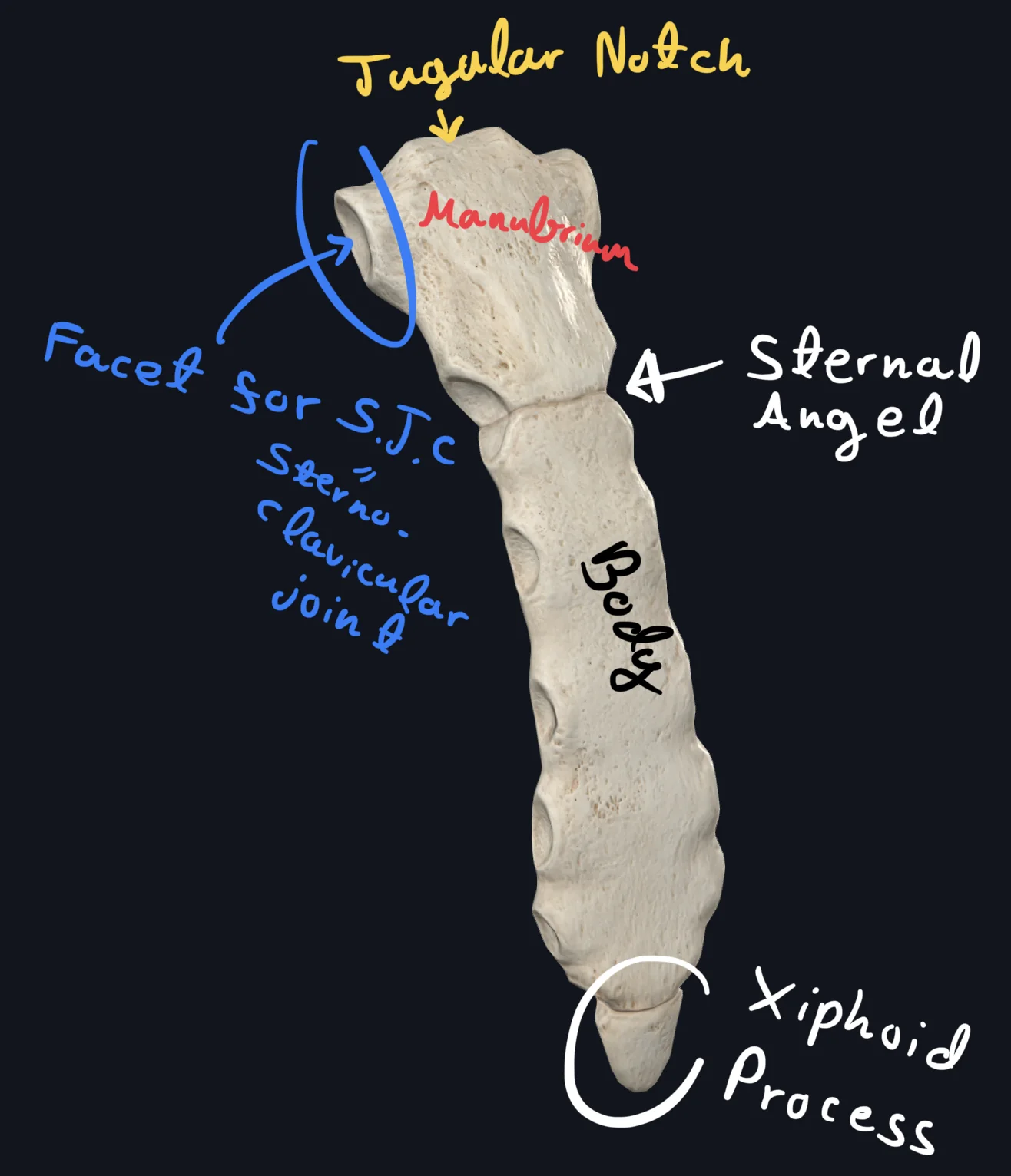 Sternum