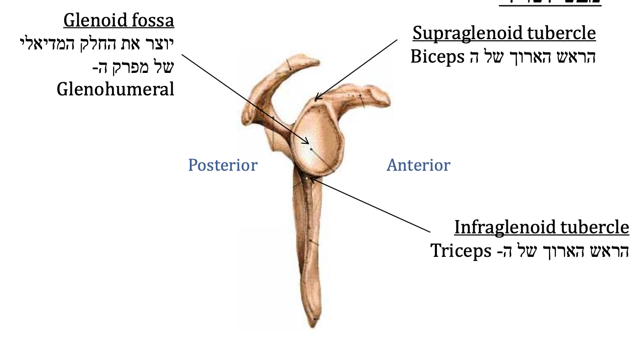 Glenoid fossa