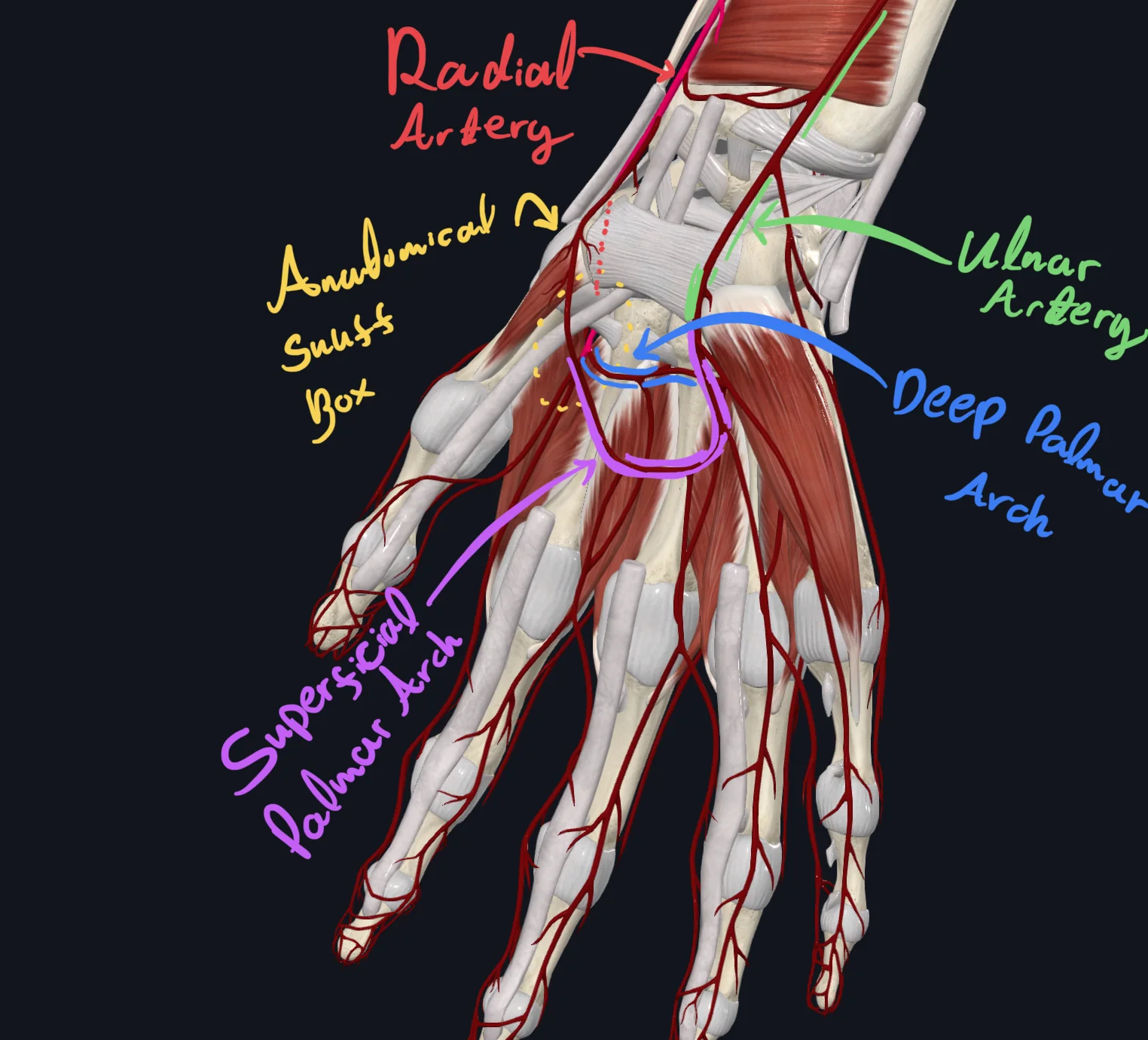 Radial a.