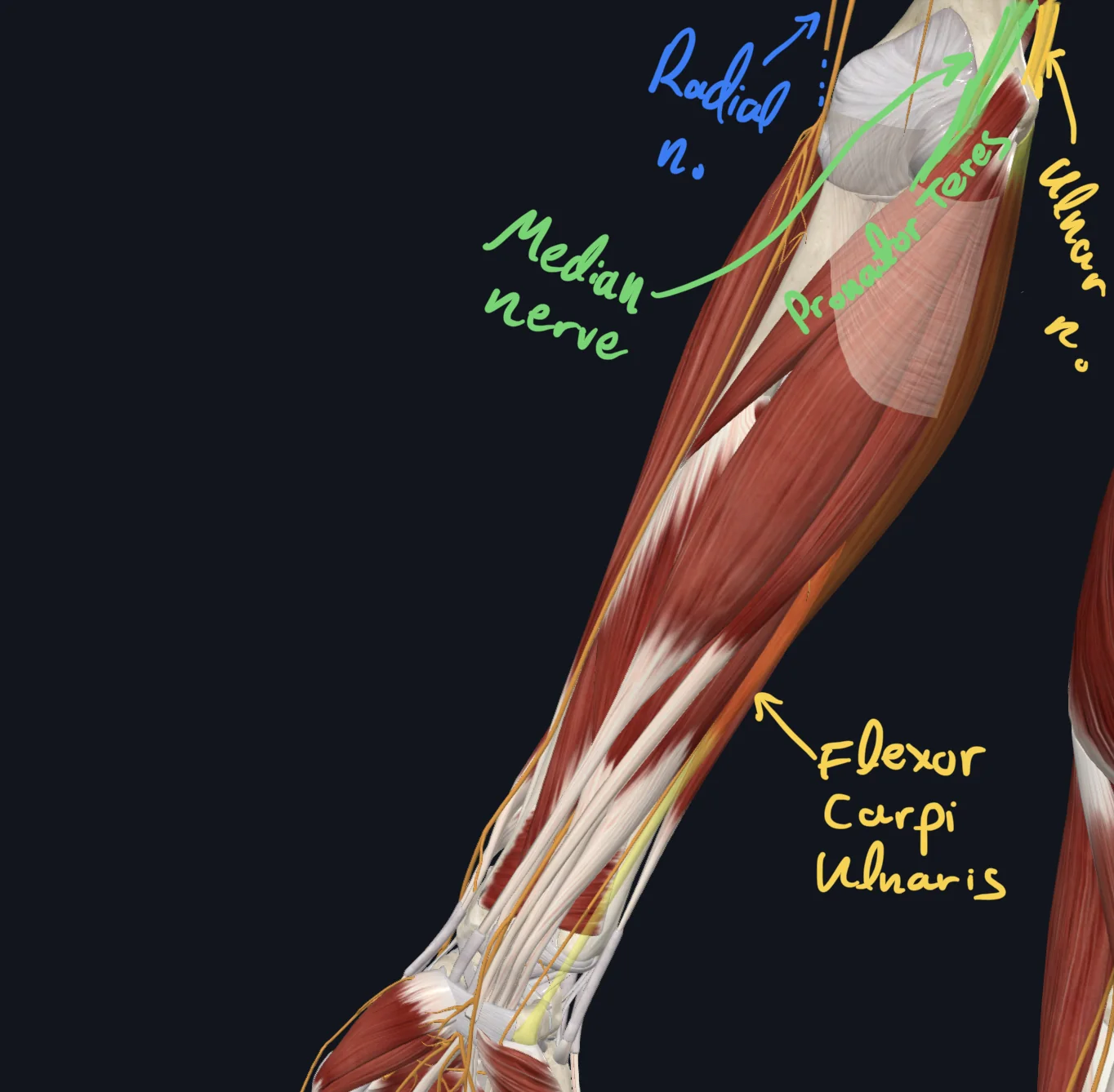 ulnar n