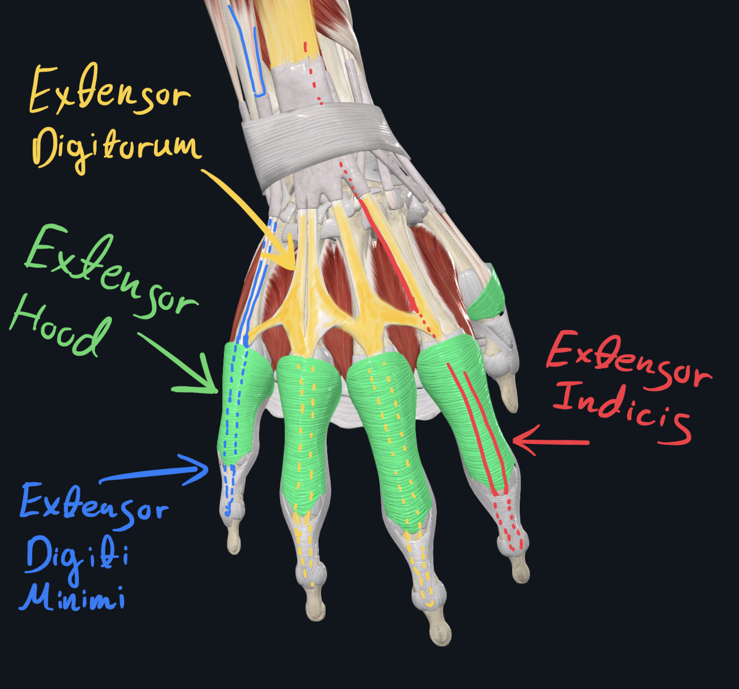 Dorsal Hand