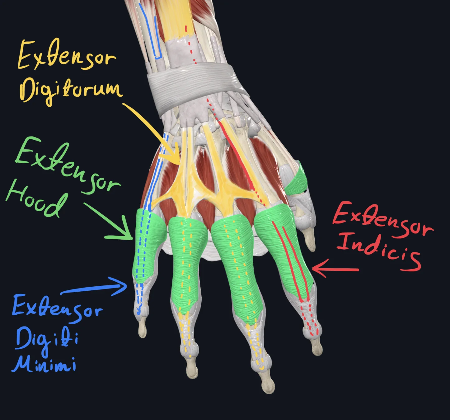 Dorsal Hand