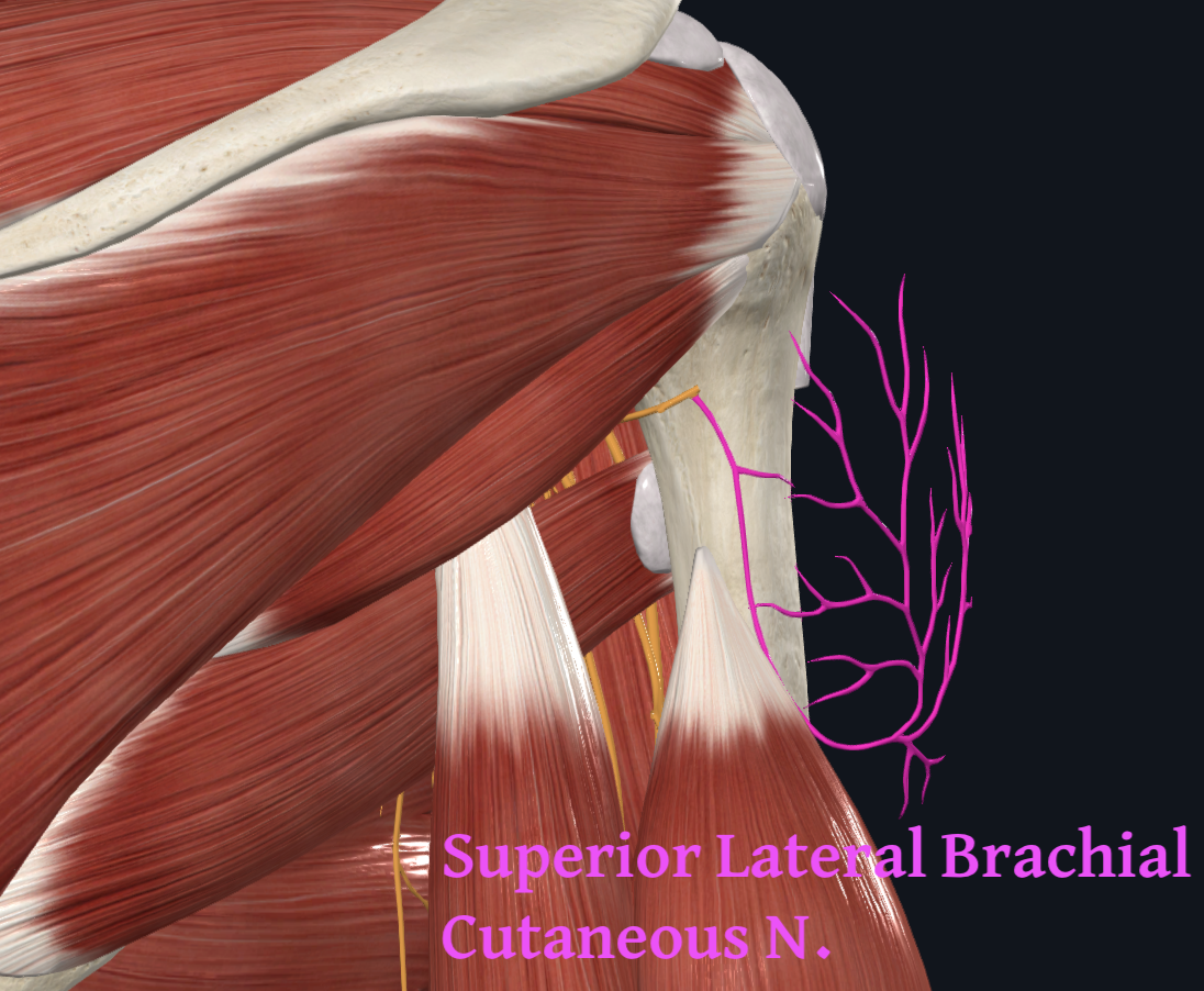 Superior Lateral Brachial Cutaneous Nerve (Right)