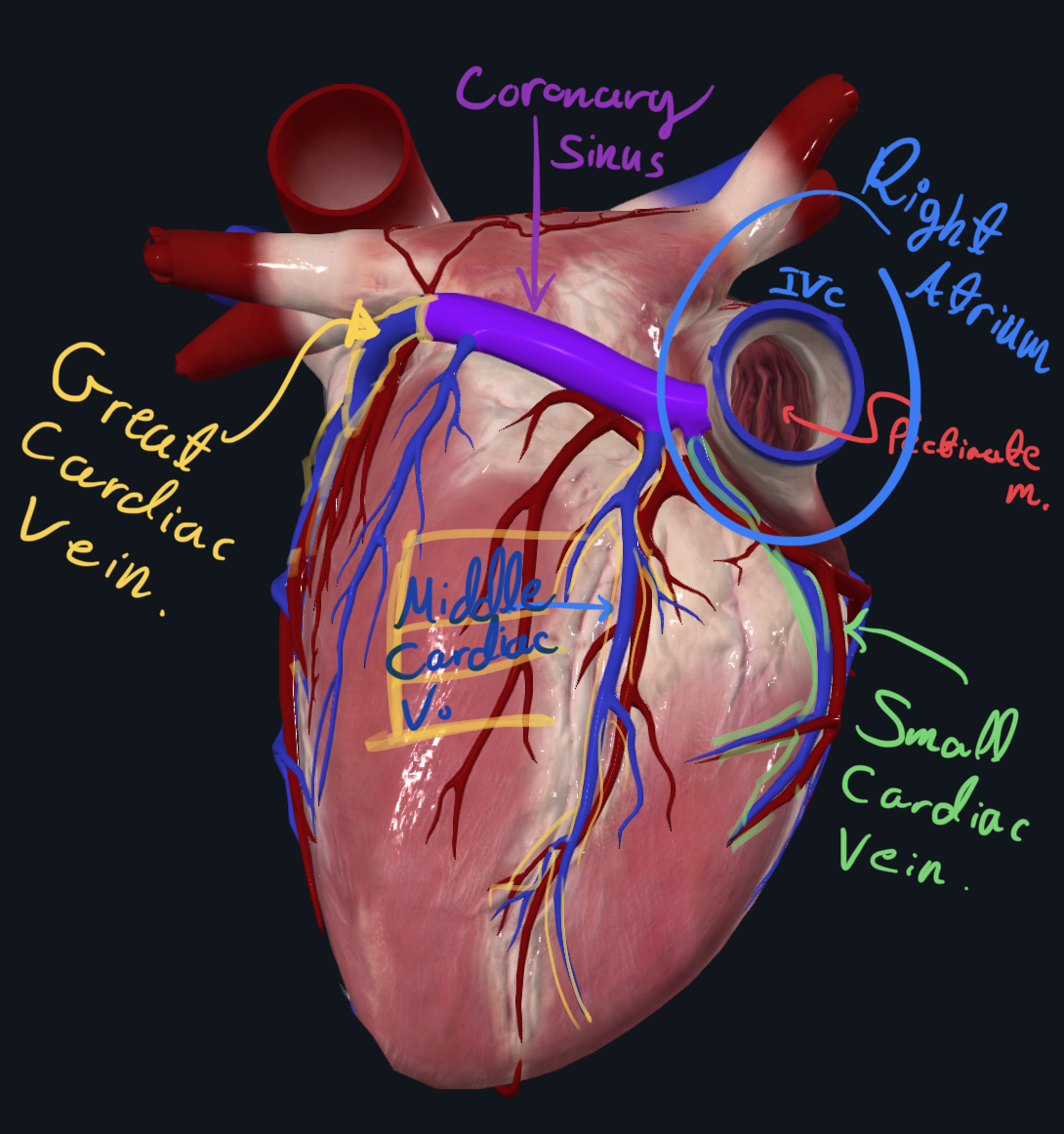 Diaphragmatic surface
