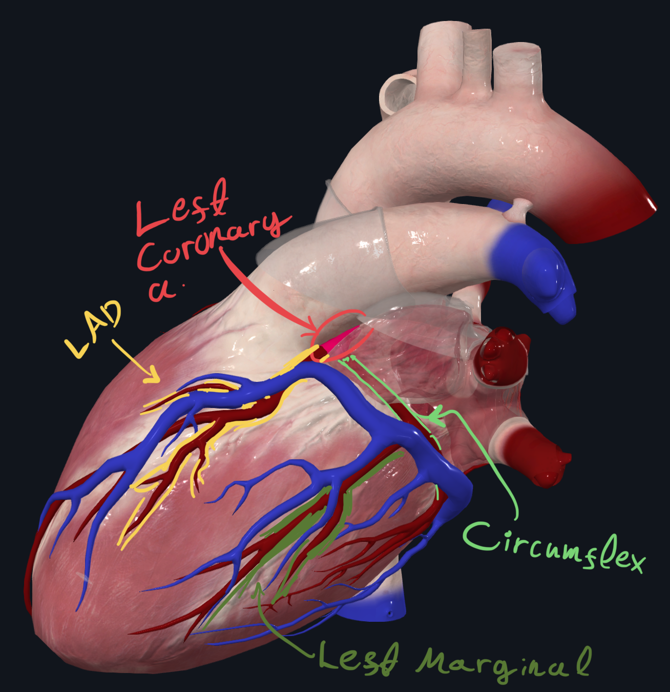 Left pulmonary surface