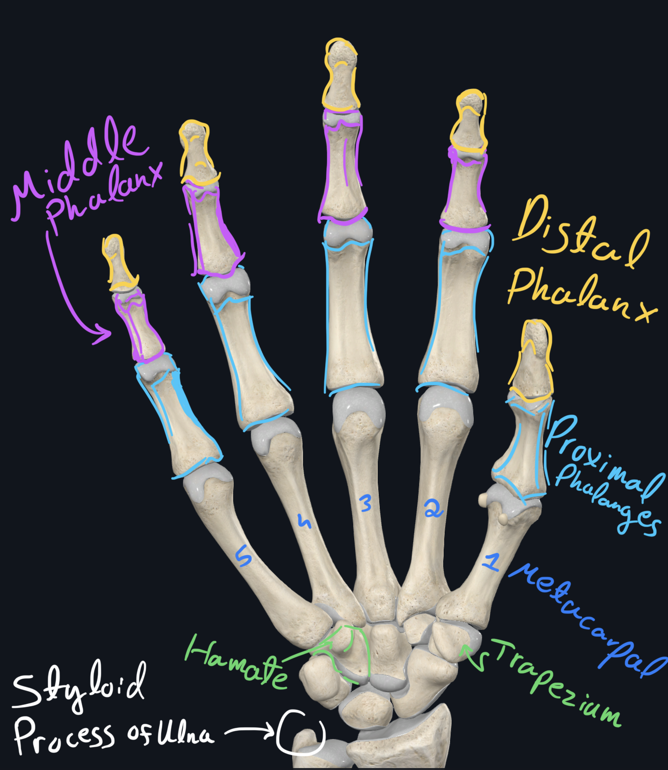 Phalanges and Metacarpals