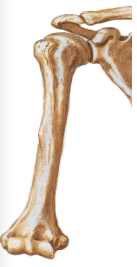 Humerus
