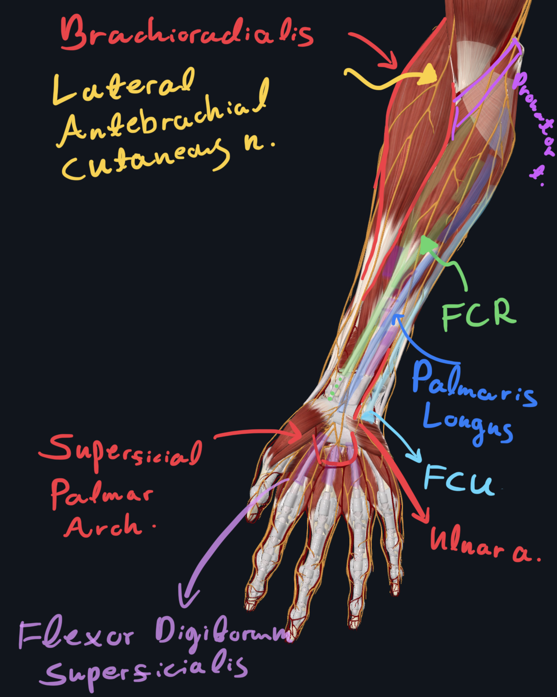 Brachioradialis