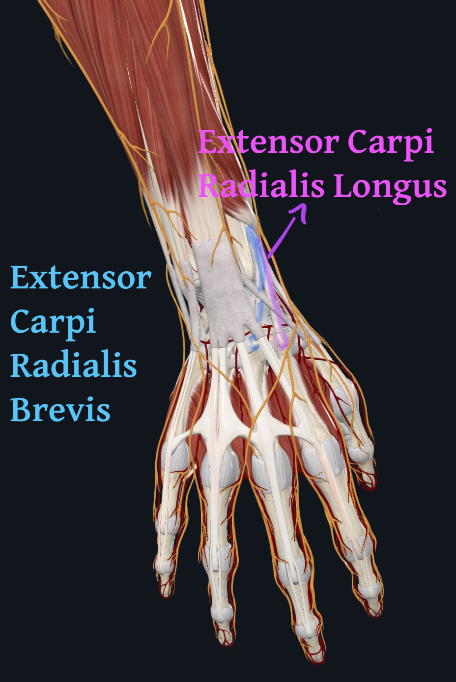 Extensor Carpi Radialis Longus and Brevis distal attachments