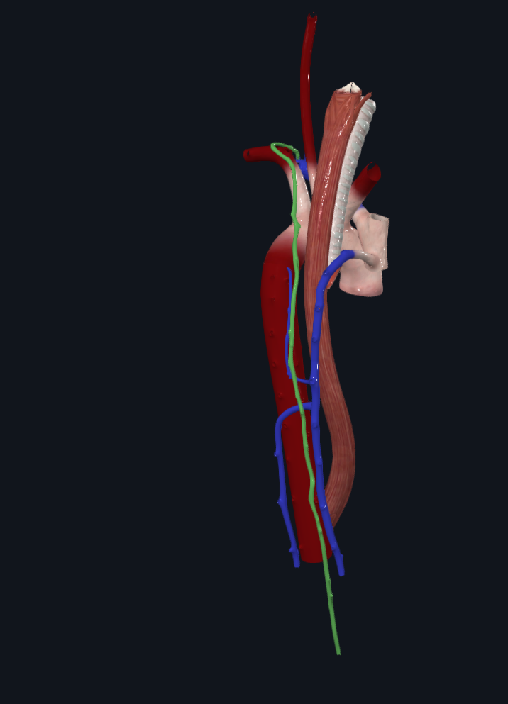 Accessory Hemiazygos Vein