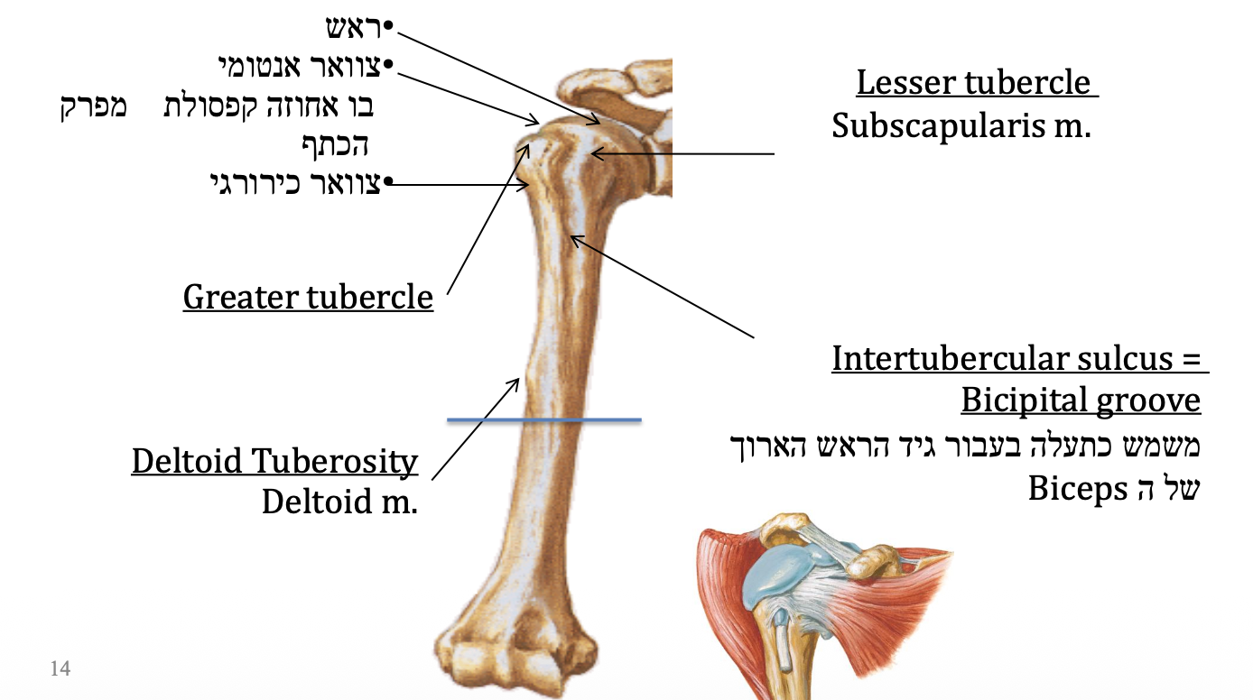 מבט אנטריורי