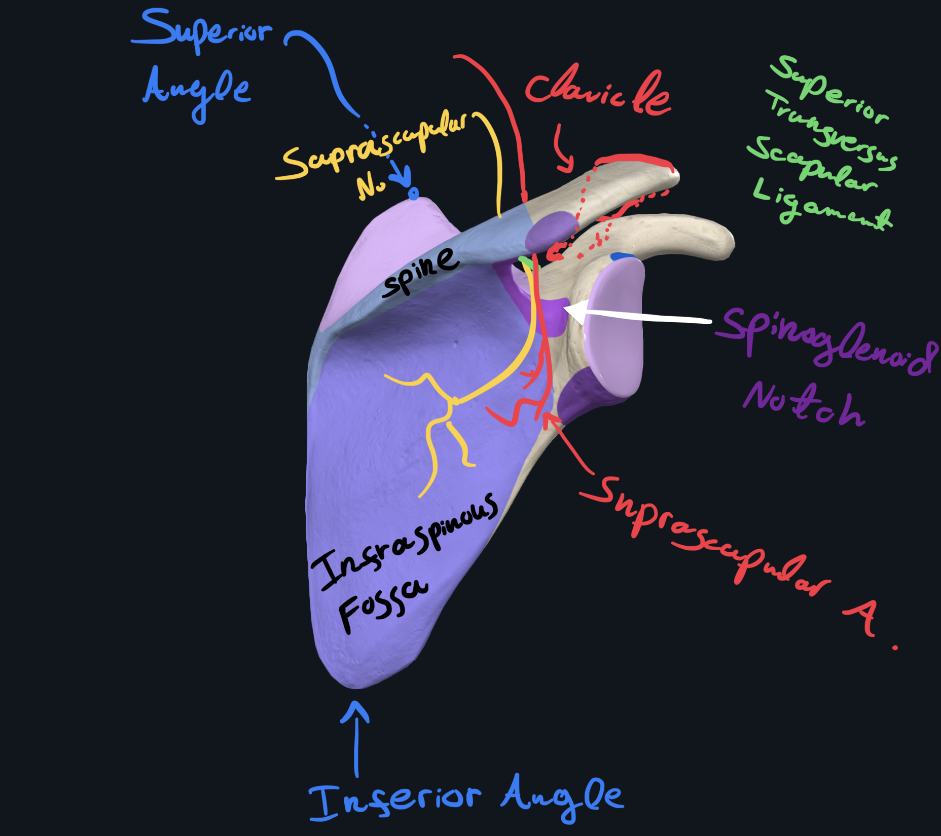 Posterior Scapula