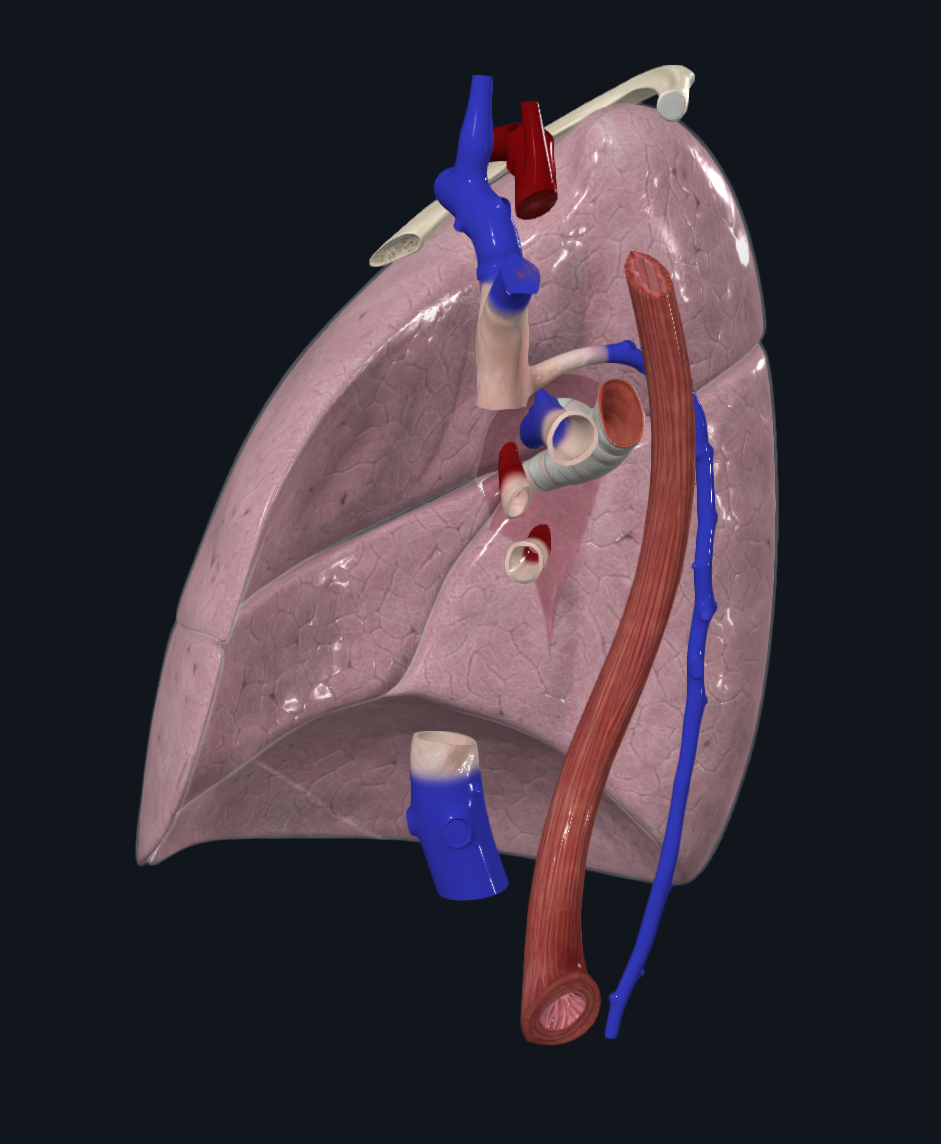 Right Lung Impressions