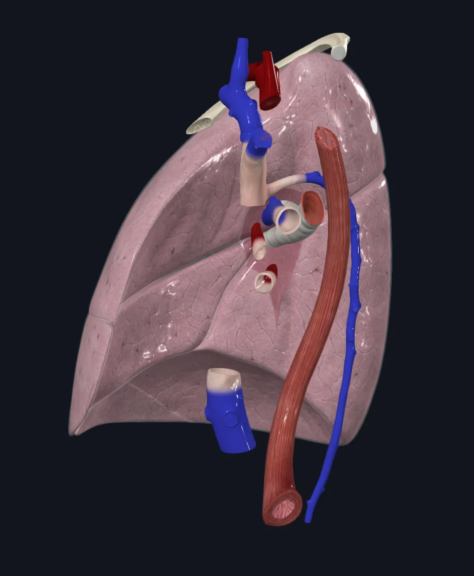 Right Lung Impressions