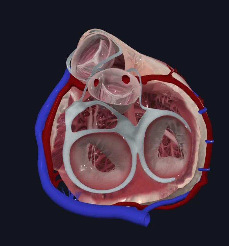 Diastole
