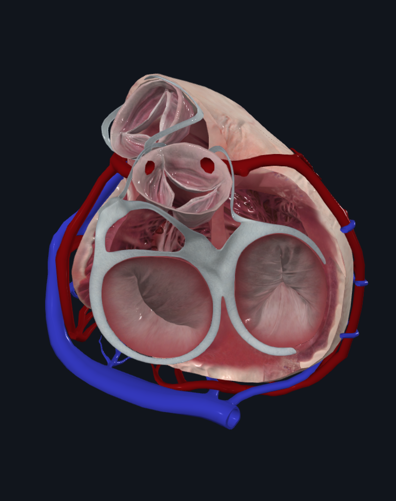 Atrioventricular Valves