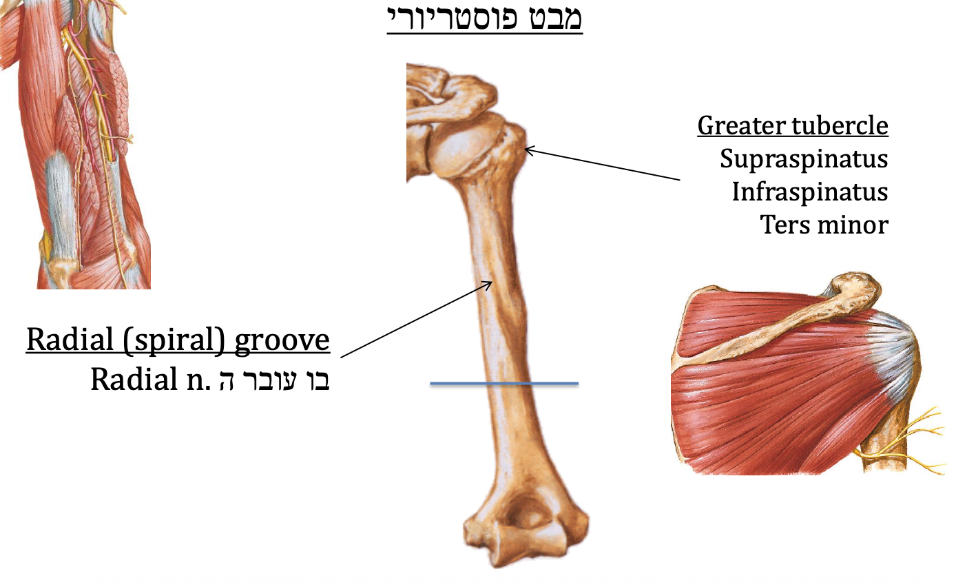 מבט פוסטריורי