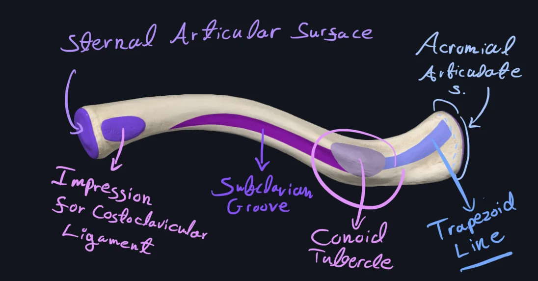 Clavicle