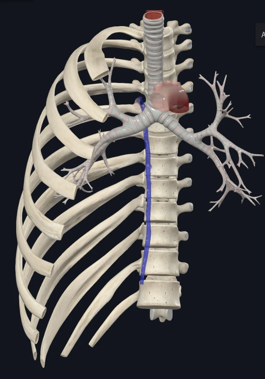 Bronchus