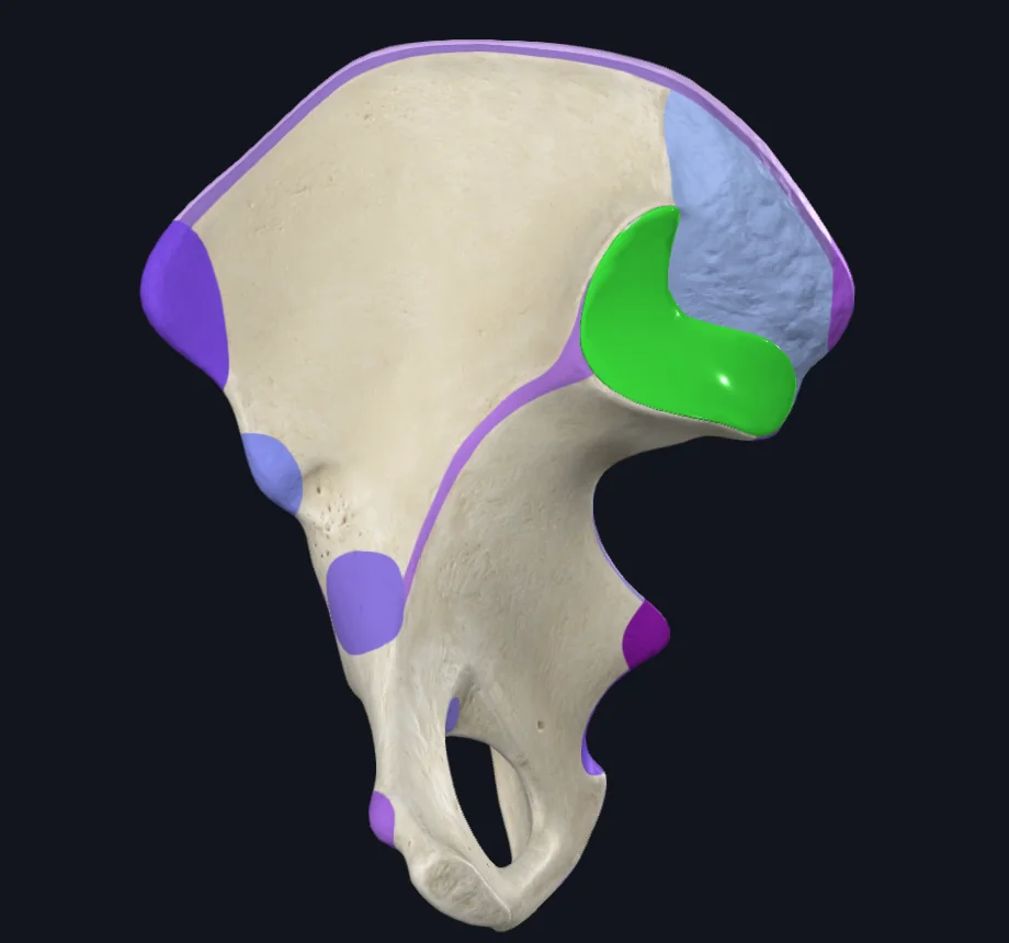 Auricular surface